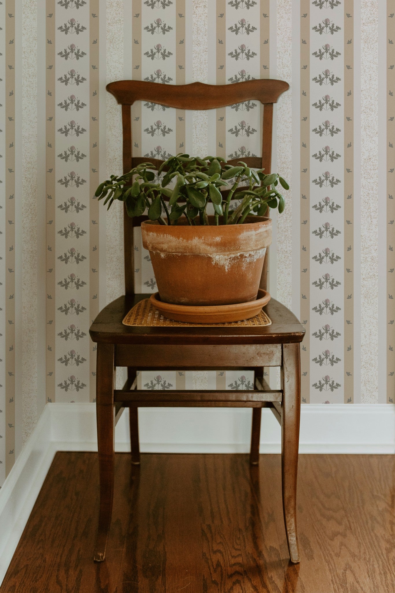 Cream and mustard floral stripe wallpaper with vintage chair and plant.